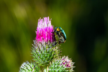 A vibrant green beetle pollinates a purple thistle flower in a lush green environment during daylight hours