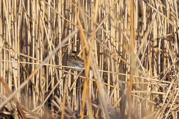 Female (common) reed bunting early spring