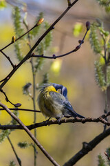 Wildlife shot of Eurasian blue tit (Cyanistes caeruleus) on branch.