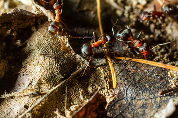 Fourmi rousse des bois Formica rufa in its natural element