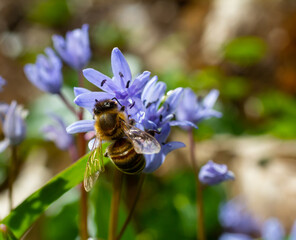 Working bee on a Scylla flowers in the park in spring