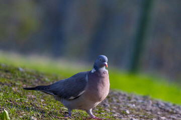 Wild Wood pigeon (Columba palumbus) standing on meadow in summer.