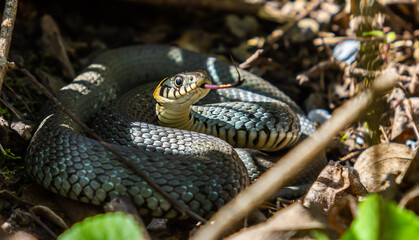 The grass snake Natrix natrix, sometimes called the ringed snake or water snake, is a Eurasian non-venomous snake. Mating time in spring in the forest