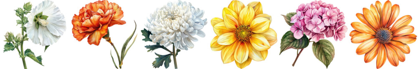 Colorful Blooming Flowers Collection with White, Orange, Yellow, and Pink Petals for Nature and Floral Design Projects