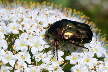 Close-up of a shiny beetle gathering pollen from small white flowers during a sunny day in a vibrant garden ecosystem