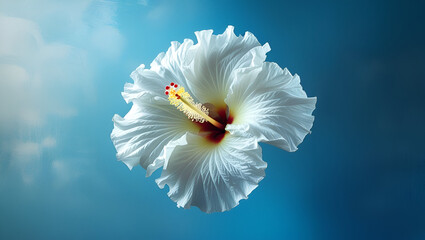 delicate fully bloomed white hibiscus fl ai genrative