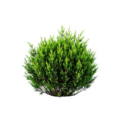 Fototapeta premium Isolated evergreen shrub thuja occidentalis danica landscaping plant on black background on transparent background