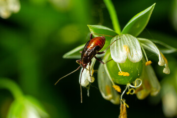 Close-up of a red and black beetle perched on a delicate flower in a lush garden during daylight hours