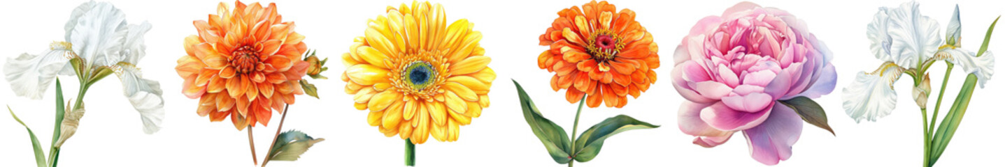 Vibrant Colorful Flower Collection Featuring Irises, Gerbera Daisies, Chrysanthemums, Peonies in Beautiful Arrangement