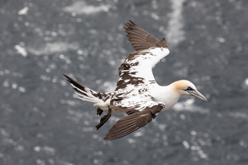 A northern gannet gliding gracefully over the Atlantic ocean.