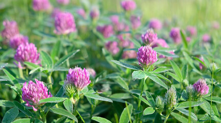 Beautiful pink clover flowers and meadow grass close up, natural background. gentle nature image. dreaming, harmony mood. spring, summer season. blossoming wild floral landscape.