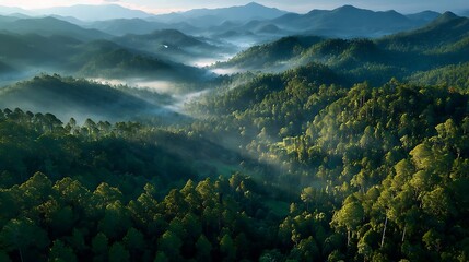 Lush green forest hills shrouded in morning mist