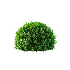 Fototapeta premium Isolated green boxwood shrub small leaves perfect sphere shape garden plant object on transparent background