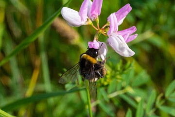 Bumble bee sitting on a thistle flower, closeup. Front view. Genus species Bombus