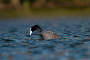 Blässhuhn auf Wasser