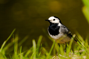 Bachstelze sitzt im Gras