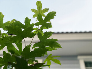 Silhouette group of green maple leaves with branches on beautiful tropical summer day and blurry image background of country home.
