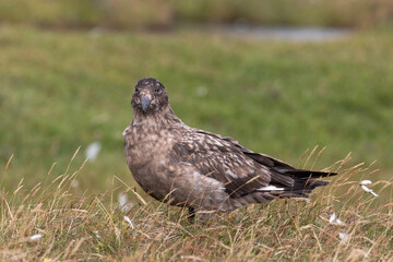 A great skua watches it's nest intently along a grassy patch.