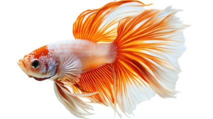 Vibrant Orange and White Betta Fish Close-Up Portrait for Aquarium Enthusiasts