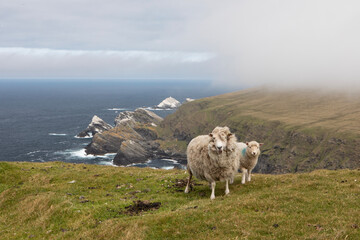 Sheep grazing along the dramatic cliffs on the Isle of Unst.