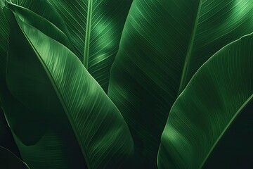 Close-up of lush, deep green leaves, exhibiting intricate vein patterns