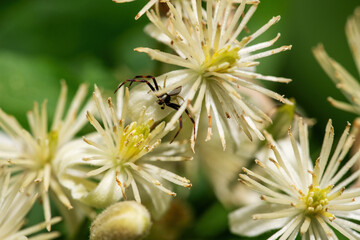 spider Misumena vatia on white flower close-up, macro