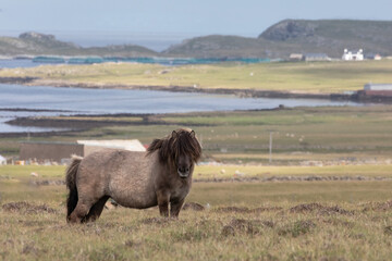 A majestic brown Shetland pony photographed on the Isle of Unst.