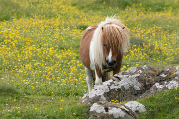 Portrait of a Shetland pony amongst a field on daisies. 
