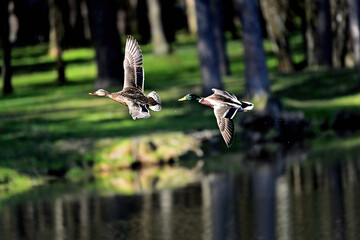 A pair of ducks in flight over a forest lake.