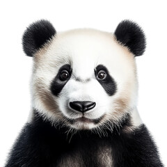A close-up of a charming panda's face, highlighting its distinctive black and white markings and captivating gaze. The panda looks cute and adorable