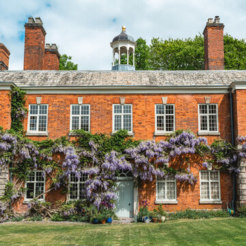 Wisteria on listed building