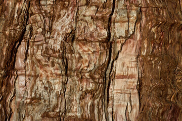 Natural Tree Texture Close-Up for Organic Design