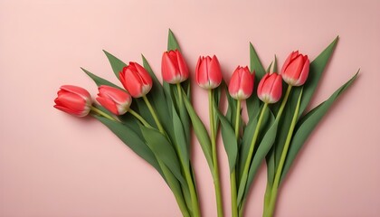 Fototapeta premium Beautiful arrangement of red tulips on a pink background, perfect for various themes.