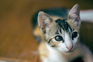 Playful Calico Kitten Posing in a Sunlit Corner