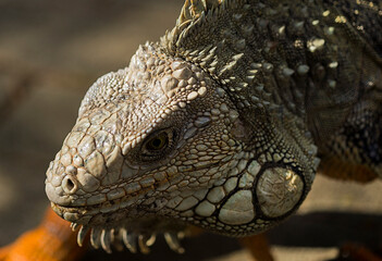 Iguana Resting Under the Sun in Its Tropical Habitat