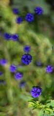 purple flower in the water