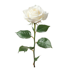Obraz premium A captivating close-up of a pristine white rose, showcasing its delicate petals and vibrant green leaves. A symbol of purity and beauty.