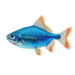 Fototapeta premium A beautiful blue fish with orange fins swimming gracefully, showcasing its vibrant colors. This image highlights the beauty of aquatic life