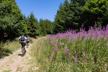 cyclistes à VTT sur un chemin forestier en été en montagne