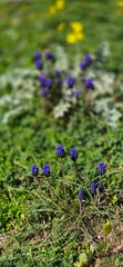 wild flowers in the grass