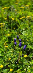 blue flowers in the garden
