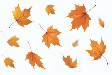 Autumn leaves on a clean white background.