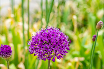 A spring garden in full bloom