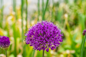 Fototapeta premium A spring garden in full bloom
