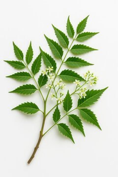 Neem Tree Branch with Leaves and Flowers Close Up Shot