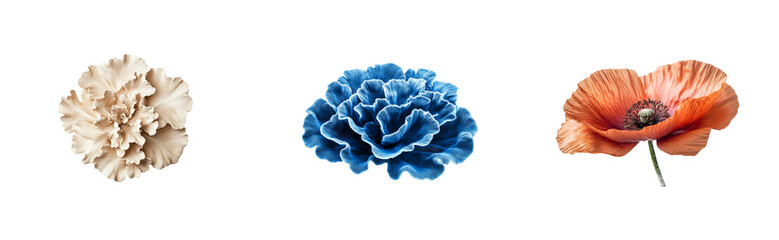 Trio of different vibrant blossom isolated, cut out transparent