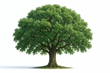 Lush green tree with expansive foliage.