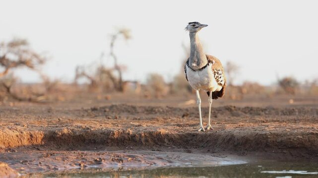 Wide shot of a kori bustard standing at a waterhole in front of an underground hide, Mashatu Game Reserve.