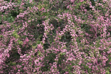Pink flowers bloom during the spring, with the bush flowering beautifully in May.
