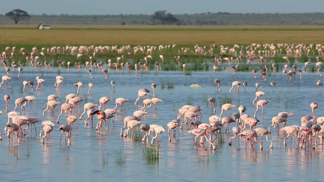 Wide shot of a beautiful scene of a huge flock of flamingos feeding in a lake, Amboseli National Park.
